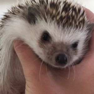 Meet your Posher, Madeleine